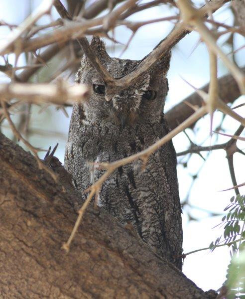…and we could find an African Scops Owl roosting through the daytime…